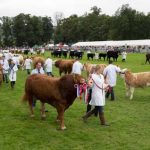 Perth Show…06.08.16
The parade of Champions in the main showring
Picture by Graeme Hart.
Copyright Perthshire Picture Agency
Tel: 01738 623350  Mobile: 07990 594431
