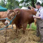 Perth Show…06.08.16
Dougie McBeath prepares his Limosin bull ‘Woodroad James’ for show
Picture by Graeme Hart.
Copyright Perthshire Picture Agency
Tel: 01738 623350  Mobile: 07990 594431
