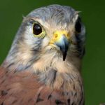 Perth Show…06.08.16
Kenny the Kestrel, one of the birds of prey on show by Alba Falconry Display Team
Picture by Graeme Hart.
Copyright Perthshire Picture Agency
Tel: 01738 623350  Mobile: 07990 594431