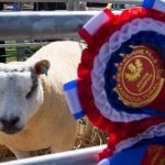 Perth Show…06.08.16
Champion Beltex 1 crop Ewe, belonging to Ian Reid of Isle Cottage, Methven
Picture by Graeme Hart.
Copyright Perthshire Picture Agency
Tel: 01738 623350  Mobile: 07990 594431