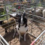 Perth Show…06.08.16
This Jacob ram sitting patiently in his pen after judging
Picture by Graeme Hart.
Copyright Perthshire Picture Agency
Tel: 01738 623350  Mobile: 07990 594431